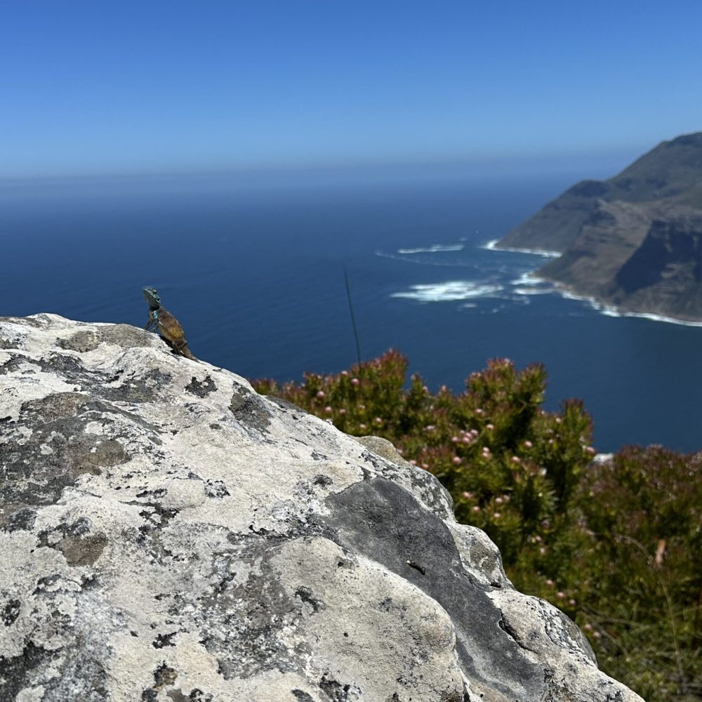 Chapman's Peak view - Rock Ogama