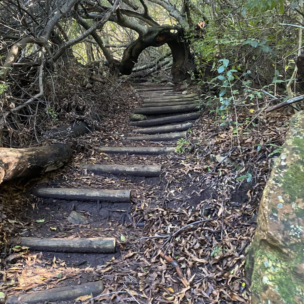 Skeleton Gorge stairs